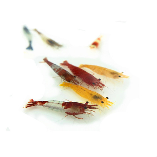 【植素源】观赏虾极火虾蓝宝石虾樱花虾淡水虾活体除藻虾工具虾 - 图3