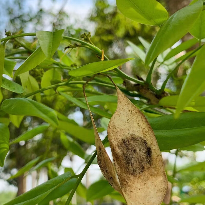 海南黄花梨种子新采正宗黄花梨树苗种籽降香黄檀珍贵树种林木-图3