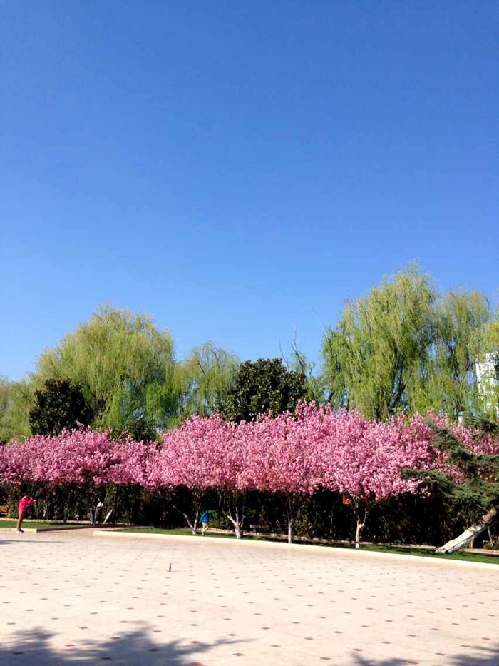 云南昆明基地直销当年新种（冬樱花）子嫁接樱桃樱花毡木行道树 - 图1