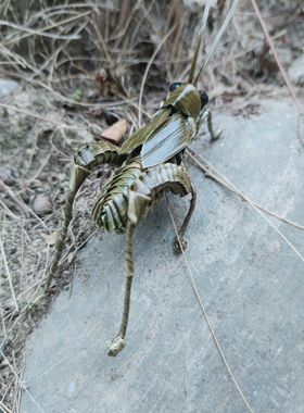 四川道具非遗纯手工草编棕编蝈蝈蛐蛐文创特色工艺品儿童礼物家居
