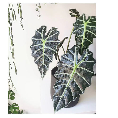 大仙女小仙女海芋竹芋室内盆栽桌面黑叶观音莲非洲面具绿植物网红 - 图0