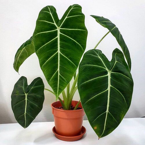 绿天鹅绒海芋ins风网红绿植进口盆栽室内阳台热带喜阴观叶植物 - 图2