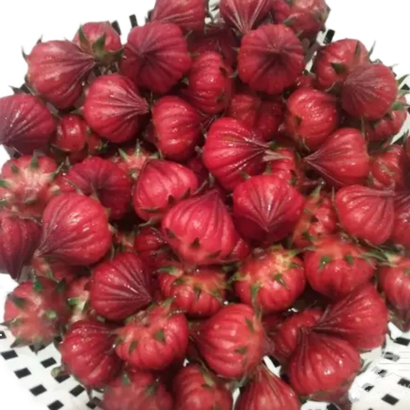 洛神花种子食用红宝石红桃K种子 阳台盆栽种籽茄花草茶种苗易正宗 - 图2