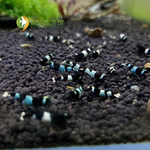黑金刚虾纯血水晶虾活体虾蓝化体高等级观赏虾宠物虾包邮花色随机 - 图1