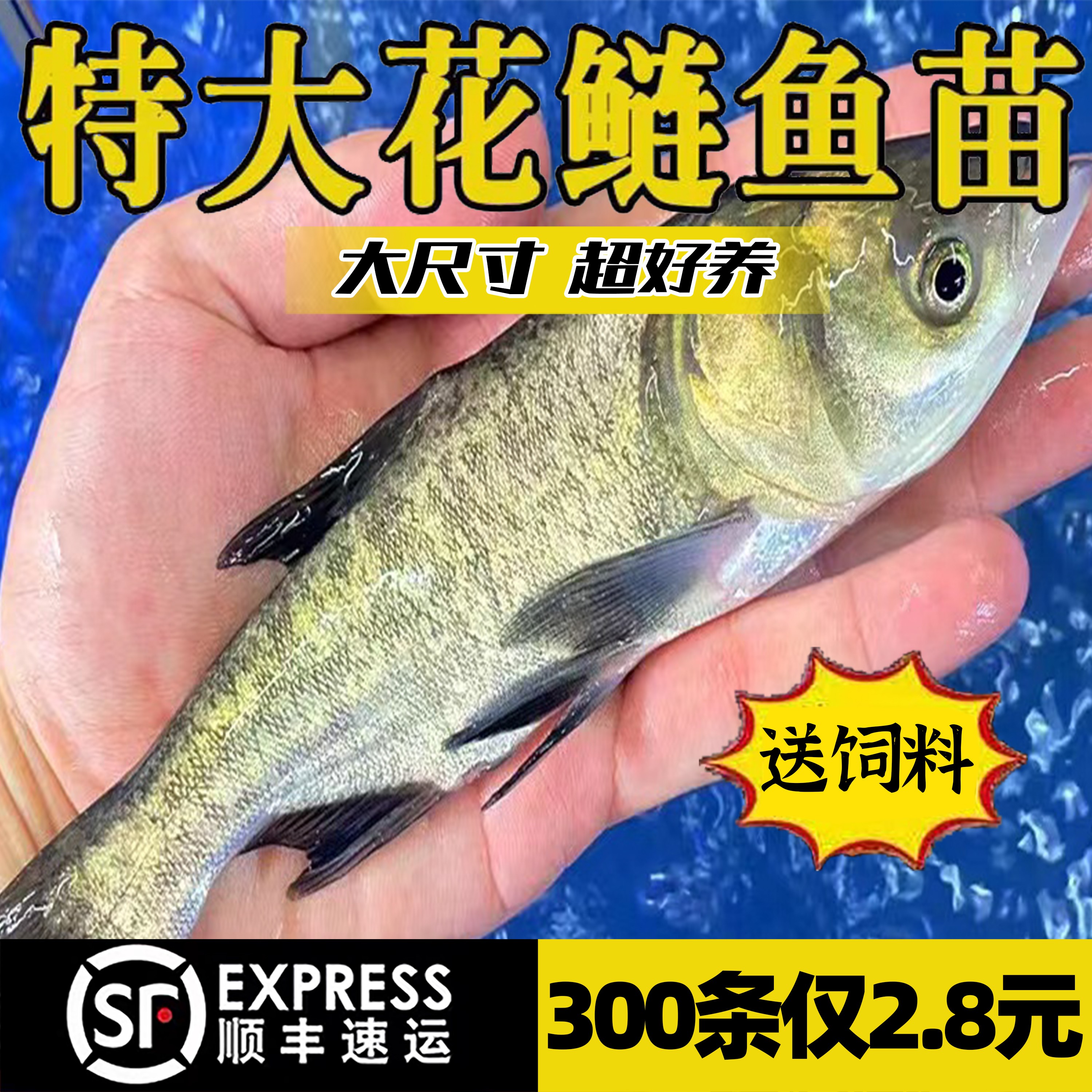 大花鲢鱼苗30cm长淡水好养殖半斤鲢鳙鱼苗胖头鱼雄鱼大头鱼苗草鱼 - 图1