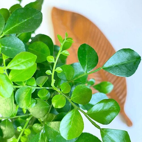 十里飘香好养耐寒盆栽植物四季常青浓香花卉室内外易活绿植盆景 - 图3