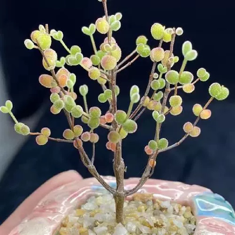 米粒糖球红叶冰晶枝干番杏多肉植物小老桩群生稀有肉肉盆栽花卉 - 图0