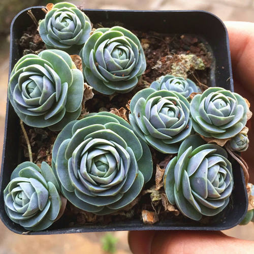 多头群生子持莲华多肉植物肉肉盆栽绿植花卉办公桌面阳台 - 图0