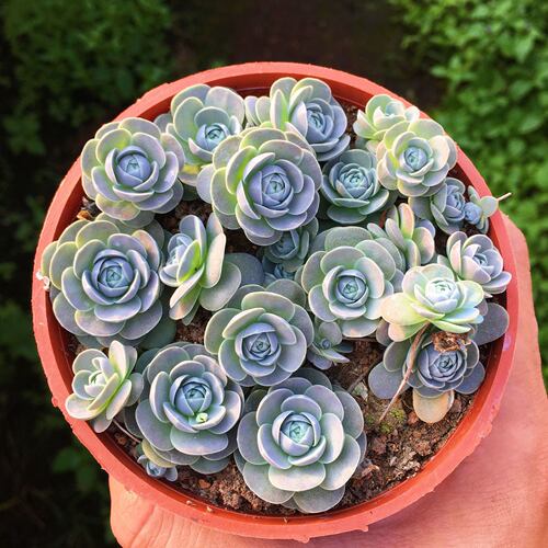 多头群生子持莲华多肉植物肉肉盆栽绿植花卉办公桌面阳台 - 图2