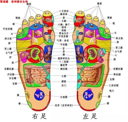 神寨谷藏秘浴足粉30袋脚痒臭舒筋活络高原植物草本精华买5送1-图1