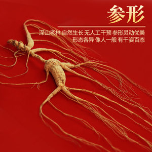 一庆堂一等野山参35高年份林下参东北生晒参高龄参高档礼盒装