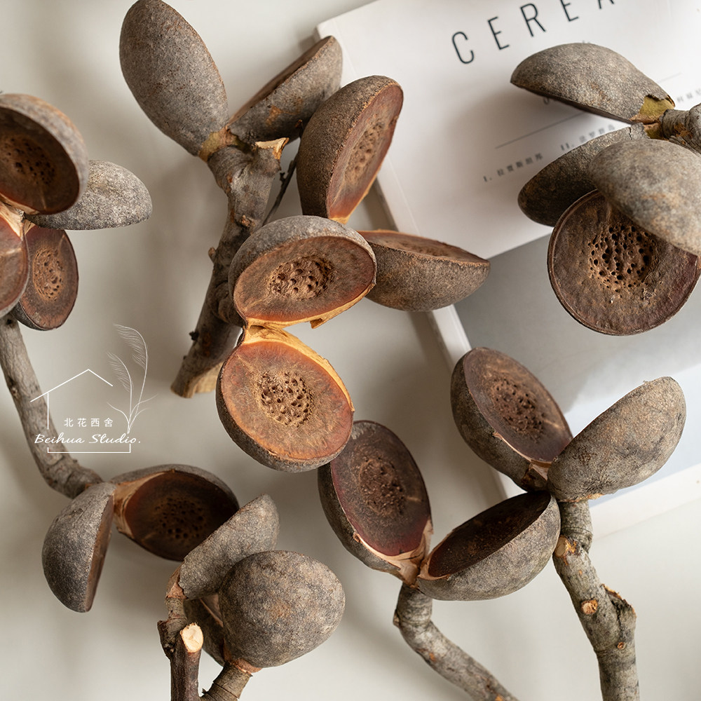 澳洲进口板球荣桦轻奢花材软装陈设家居个性插花真花哈克木干树枝 - 图1