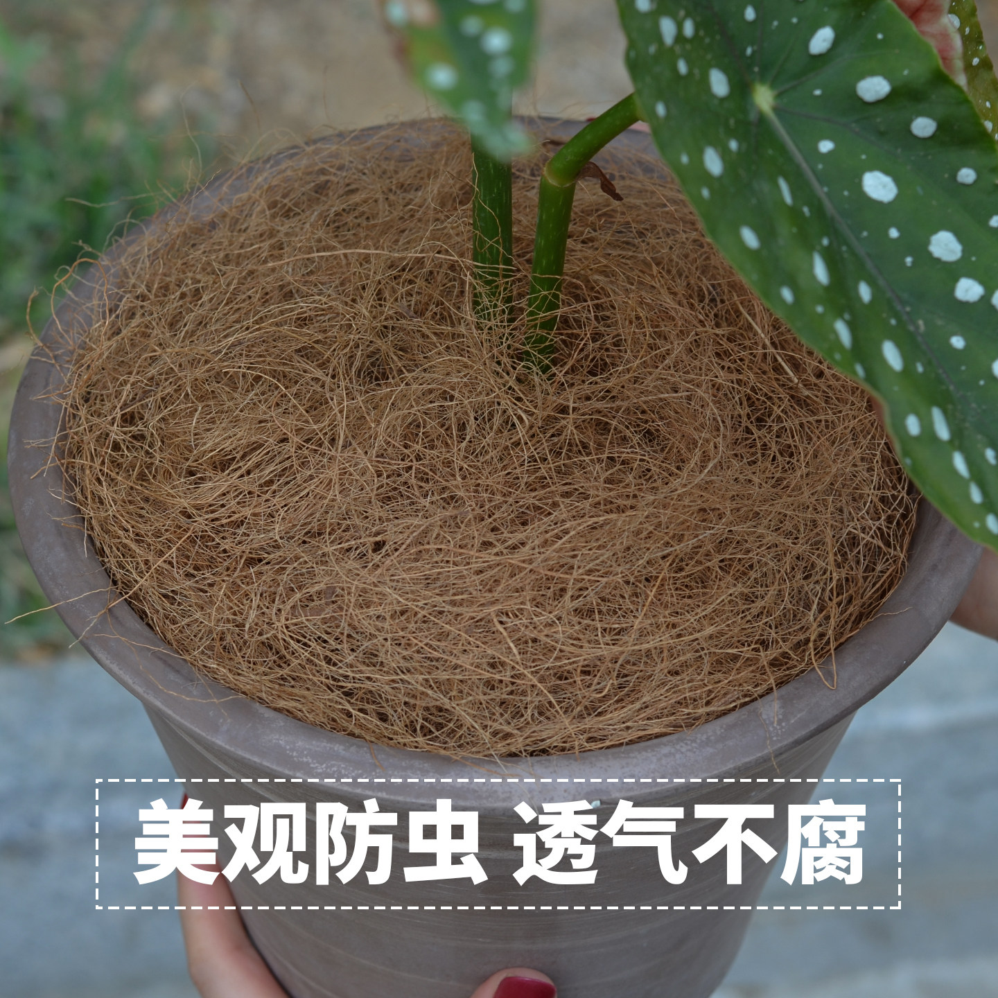 花盆表面土壤覆盖物铺面装饰椰丝绿植盆栽遮丑椰棕丝种花铺面椰丝,淘宝优惠券,粉丝福利购,淘宝优惠卷