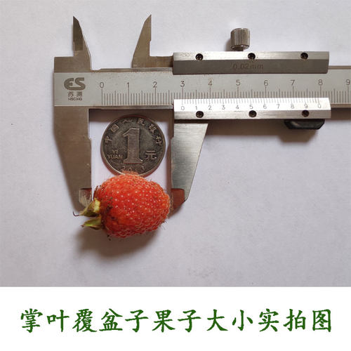 掌叶覆盆子苗 农资试种果树苗 南方种植 盆栽地栽 庭院水果树莓苗 - 图2