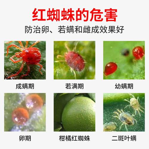 阿维螺螨酯红白蜘蛛专用药柑橘花卉蔬菜瓜果树农用药高效杀螨虫剂 - 图2