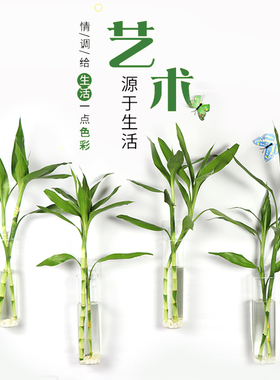 富贵竹客厅花瓶玻璃简约