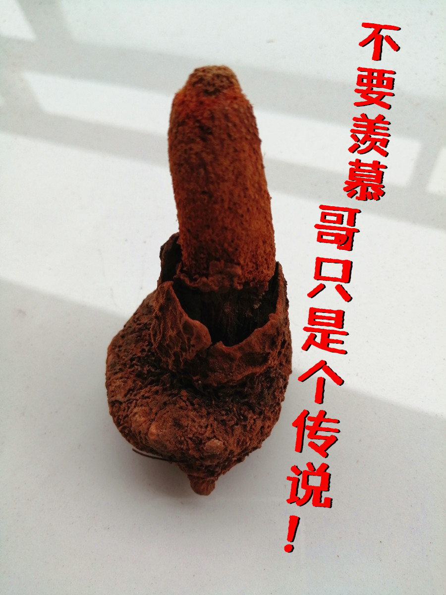 野生续阳草升阳草煲汤西藏正品阳菰回春不老草补阳泡酒料赠送玛卡 - 图0