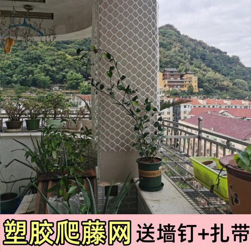 蔷薇月季爬藤用塑胶网植物爬墙网格藤曼墙面牵引网园艺爬藤网支架 - 图1