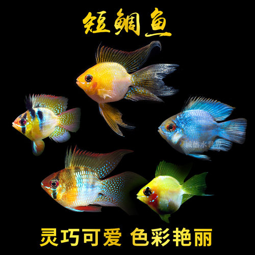热带观赏鱼活体短鲷桃心金波子蓝波子凤凰阿凡达宝蓝球玻利维亚 - 图1