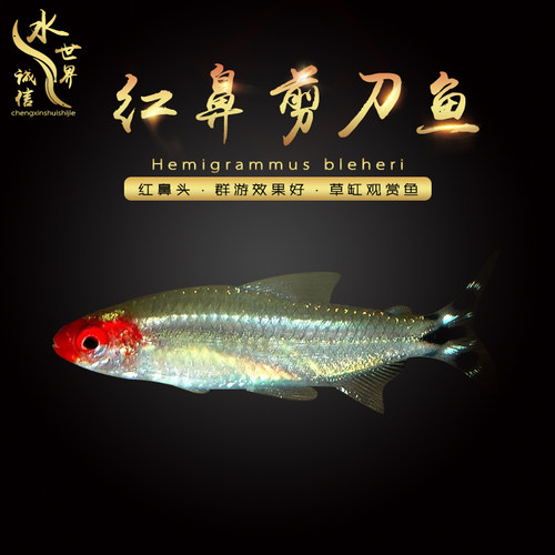 大号红鼻剪刀鱼群游鱼白金红鼻观赏鱼群游灯科鱼草缸红绿灯宝莲灯 - 图1