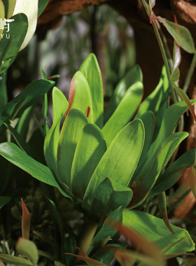 鲲屿 新中式酒店大堂售楼部端景台大花艺绿遍红娆永生花干花摆件