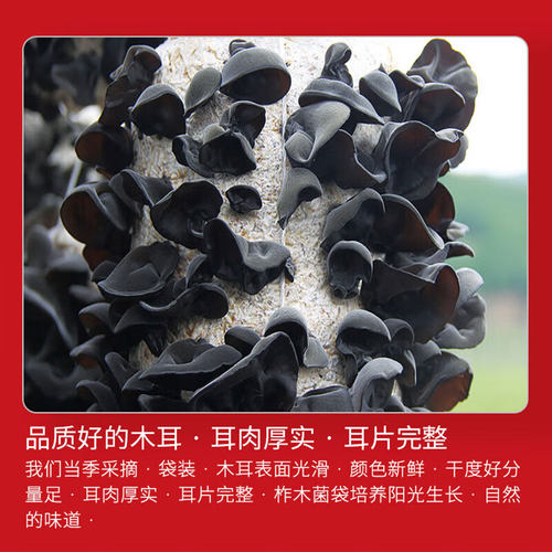 维多宝 黑木耳东北特产山珍南北干货 无根肉厚 火锅食材一斤500g - 图2