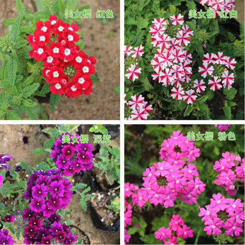 美女樱苗盆栽 多年生植物多季开花耐寒热美女樱花苗 美女樱苗植物 - 图0