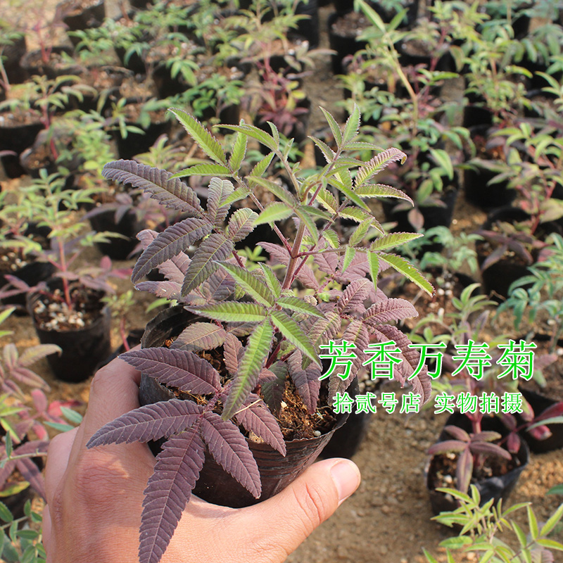 芳香万寿菊 庭院阳台绿植 香草花卉 香草盆栽 香草料理 芳香植物 - 图1