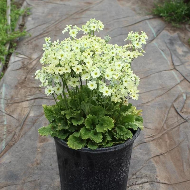 小花樱草盆栽苗 七重樱 耐寒花卉 花期长易爆盆易养 阳台庭院绿植,淘宝优惠券,粉丝福利购,淘宝优惠卷