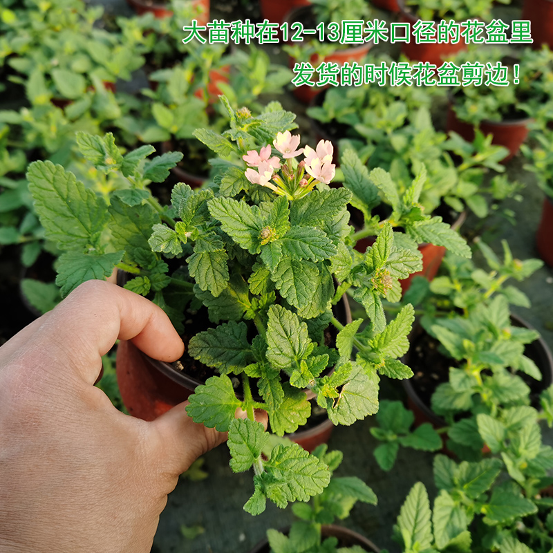 多品种美女樱盆栽苗庭院花卉阳台植物耐寒耐热新手易爆盆花期长-图0