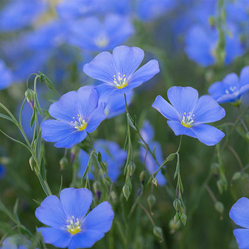 蓝花亚麻 耐寒多年生宿根 丰花可切花 花园阳台 盆栽苗 - 图1