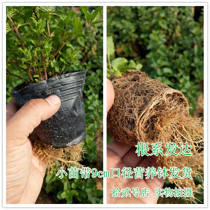 食用薄荷盆栽 留兰香/香水/罗马/猫薄荷苗/胡椒/柠檬香蜂草苗植物 - 图2