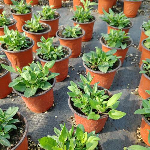 穗花婆婆纳盆栽多年生庭院阳台耐寒耐热宿根花卉 - 图3