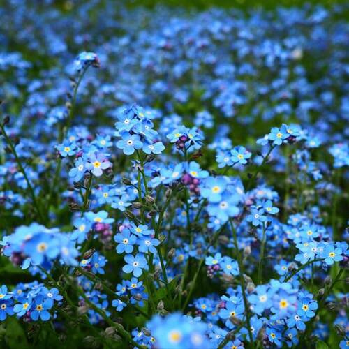 宿根爱矮生勿忘我维多利亚蓝庭院花园植物阳台组合盆栽花卉星辰花 - 图0