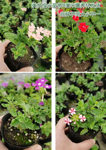 美女樱苗盆栽 多年生植物多季开花耐寒热美女樱花苗 美女樱苗植物 - 图1