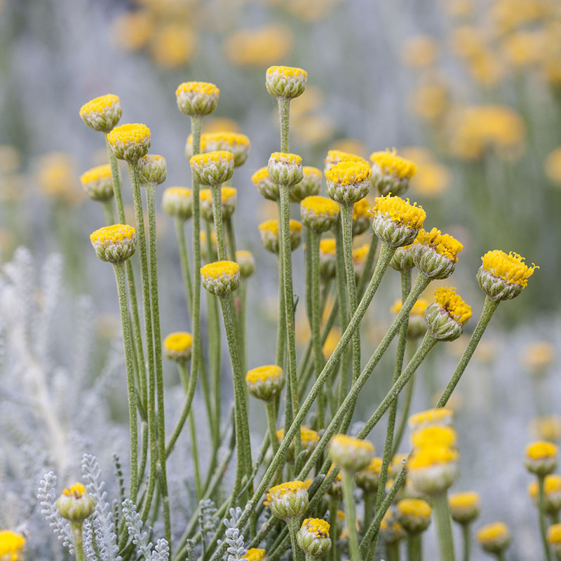 绵杉菊苗棉杉菊香草植物小盆栽苗香草苗驱蚊虫芳香植物驱虫 拾贰号店 淘优券