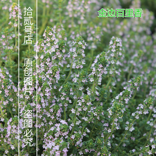 柠檬金边百里香盆栽苗可食用香草西餐料理烧烤泡茶驱蚊芳香绿植物 - 图2