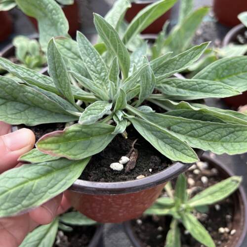 高山勿忘我倒提壶 牛舌草 春夏开花 耐寒易爆花 庭院阳台盆栽花苗 - 图3