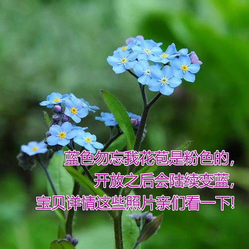 宿根爱矮生勿忘我维多利亚蓝庭院花园植物阳台组合盆栽花卉星辰花 - 图1