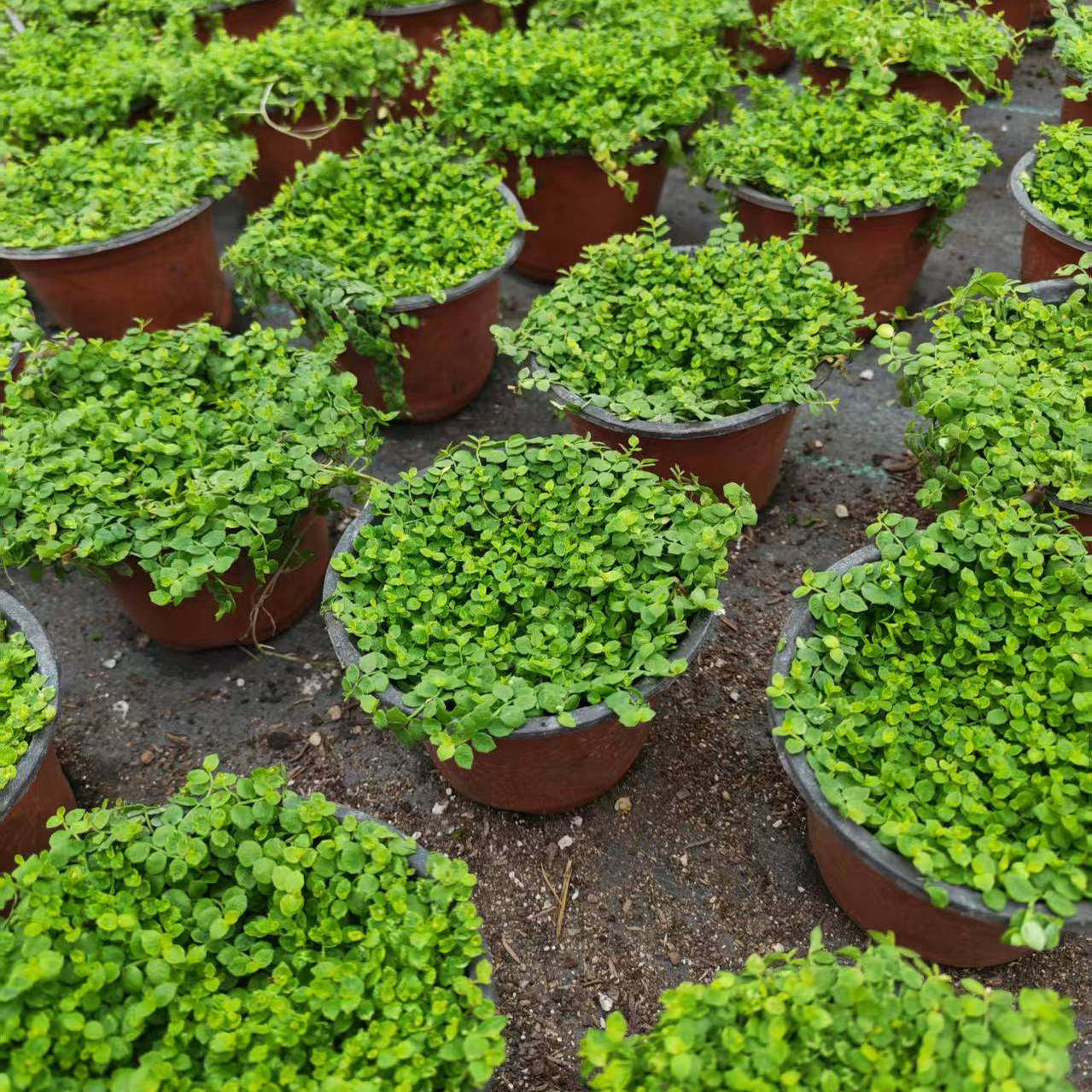 新西兰半边莲花卉绿植植物盆栽草坪真草皮铁线莲庭院绿植地被植物,淘宝优惠券,粉丝福利购,淘宝优惠卷