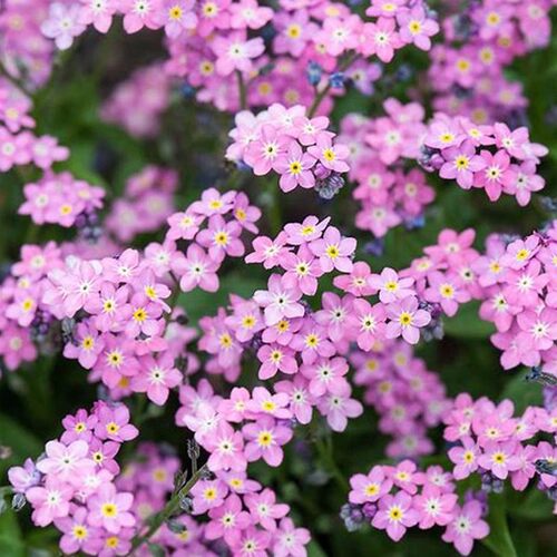 高山勿忘我倒提壶 牛舌草 春夏开花 耐寒易爆花 庭院阳台盆栽花苗 - 图1