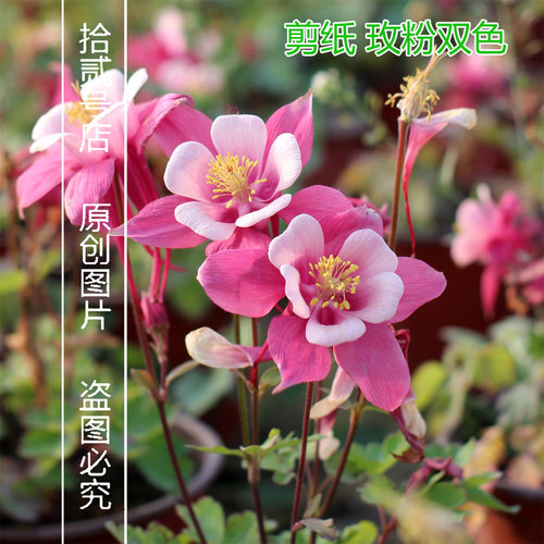 重瓣耧斗菜苗剪纸浮雕小柑橘多年生多季种开花室内外阳台庭院盆栽 - 图0