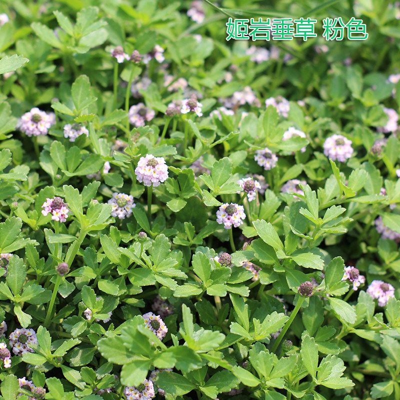 姬岩垂草盆栽苗多年生耐热耐寒花园庭院花镜花卉地被绿植日本垂草_虎窝淘