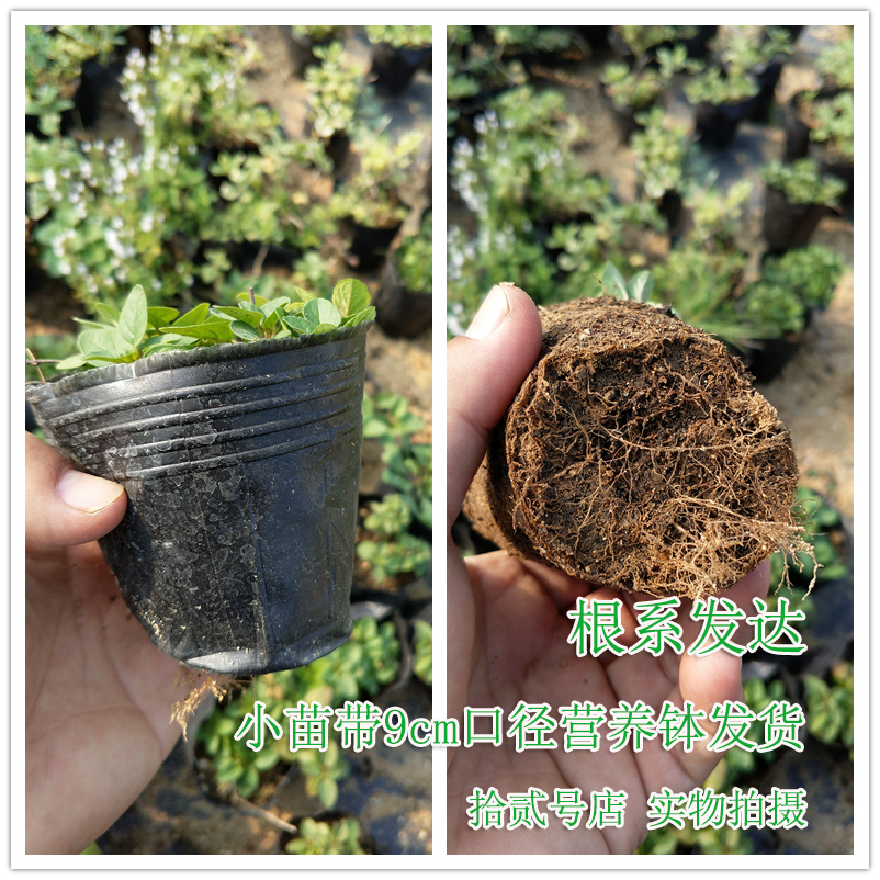 做西餐可食用香草植物盆栽甜牛至苗办公室内桌面小绿植花卉-图2