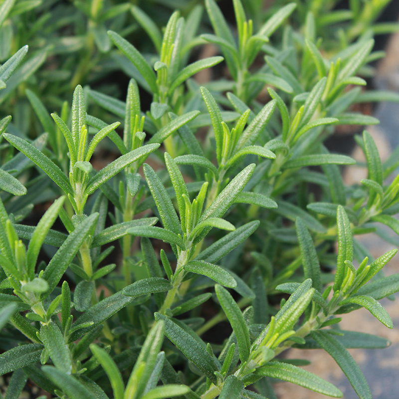 阔叶迷迭香盆栽苗 食用烘焙西餐牛排香草花卉绿植 驱蚊虫香料植物