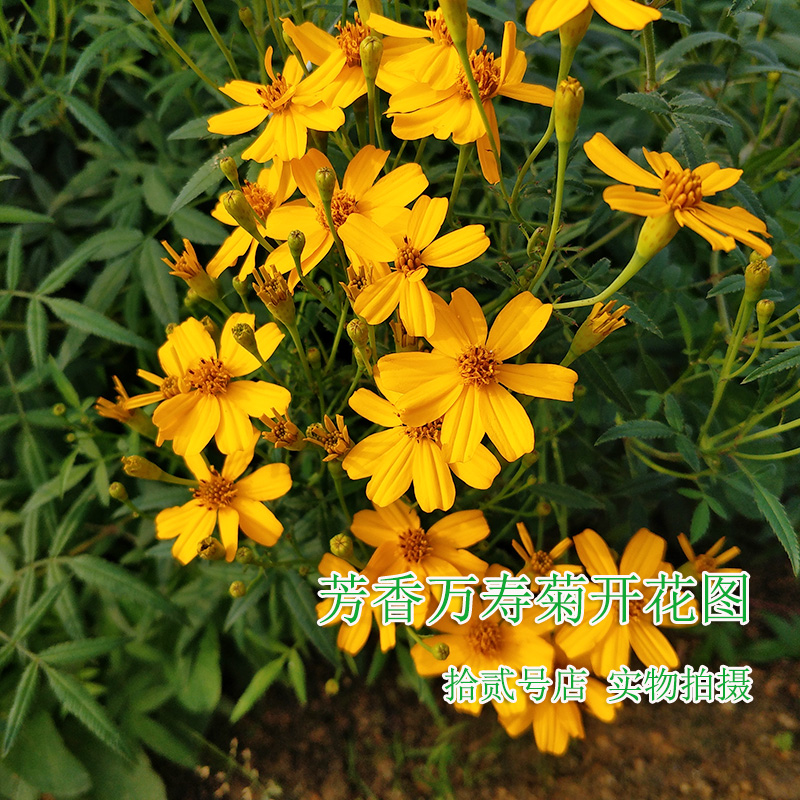 芳香万寿菊 庭院阳台绿植 香草花卉 香草盆栽 香草料理 芳香植物 - 图0