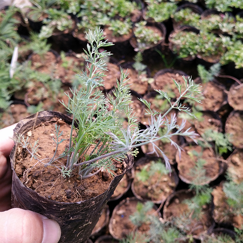 莳萝苗 香草苗刁草 洋茴香Dill 西餐香料 烹饪调味 花卉小盆栽 - 图1