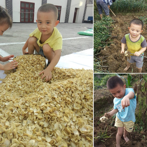 特级天然无硫龙山百合干新货500g中药食用纯农家自制湖南特产大片 - 图2