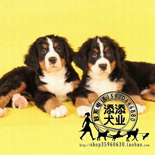 纯黑色纯种名贵瑞士伯恩山幼犬博恩山狗狗家庭犬种伴侣犬公母黑色-图2