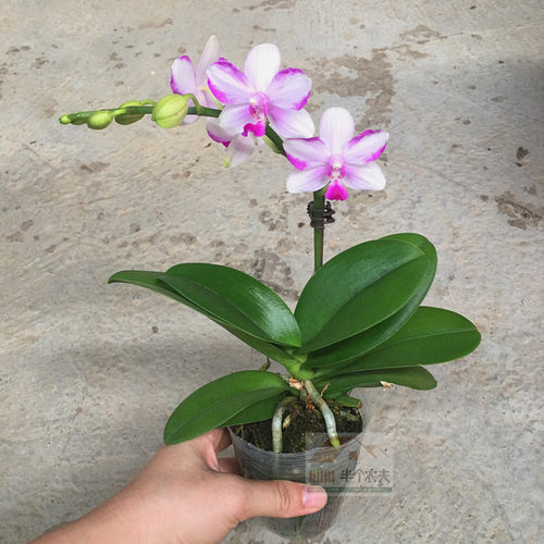 蝴蝶兰花盆栽石斛兰带花苞花剑办公桌面客厅文心兰梦香绿植物花卉 - 图2